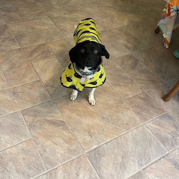 Meet your Posher, Emily - Picture 3 of 4